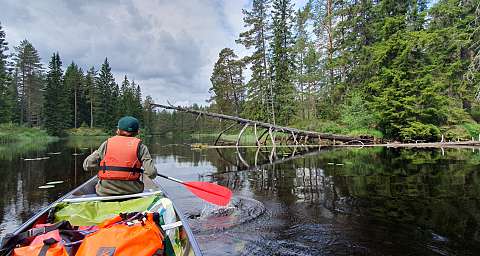 Svartälven canoe tour