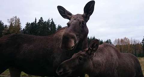 Elandenpark