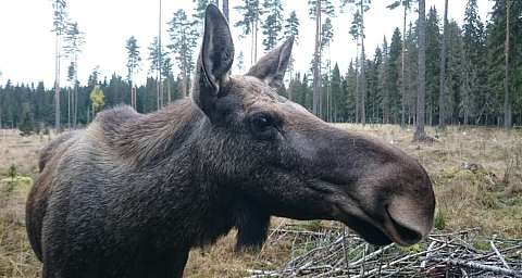 Plus d'activités à Värmlandsgården