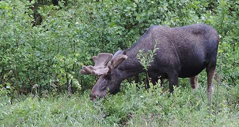 Moose safari with natureguide