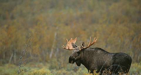 Moose safari with natureguide