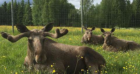 Värmlands Moose Park